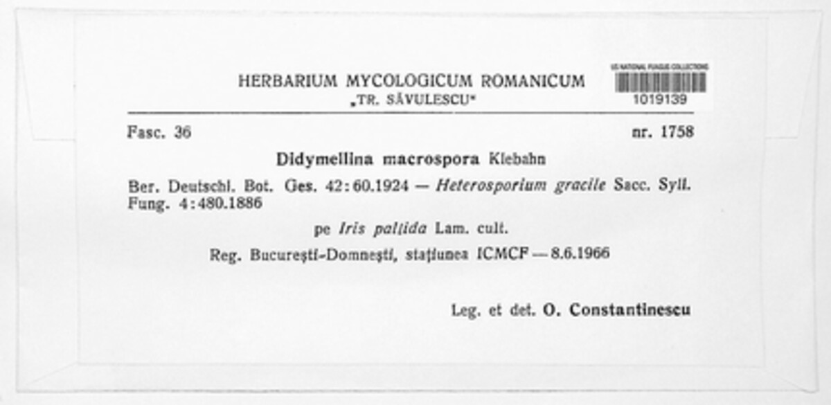 Cladosporium iridis image